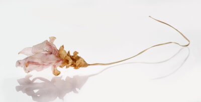 curcuma longa