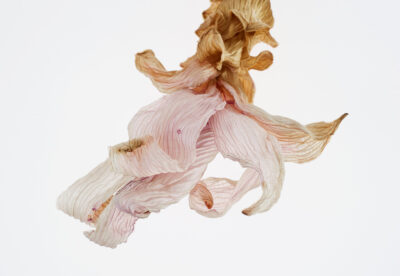 curcuma longa