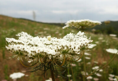 france flower nature 