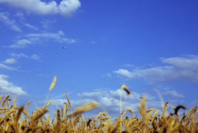 grainfield