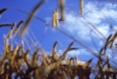 grainfield