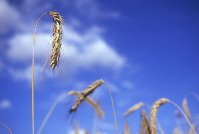 grainfield