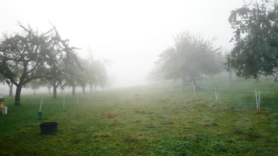 nuertingen, landscape,appletrees, fog