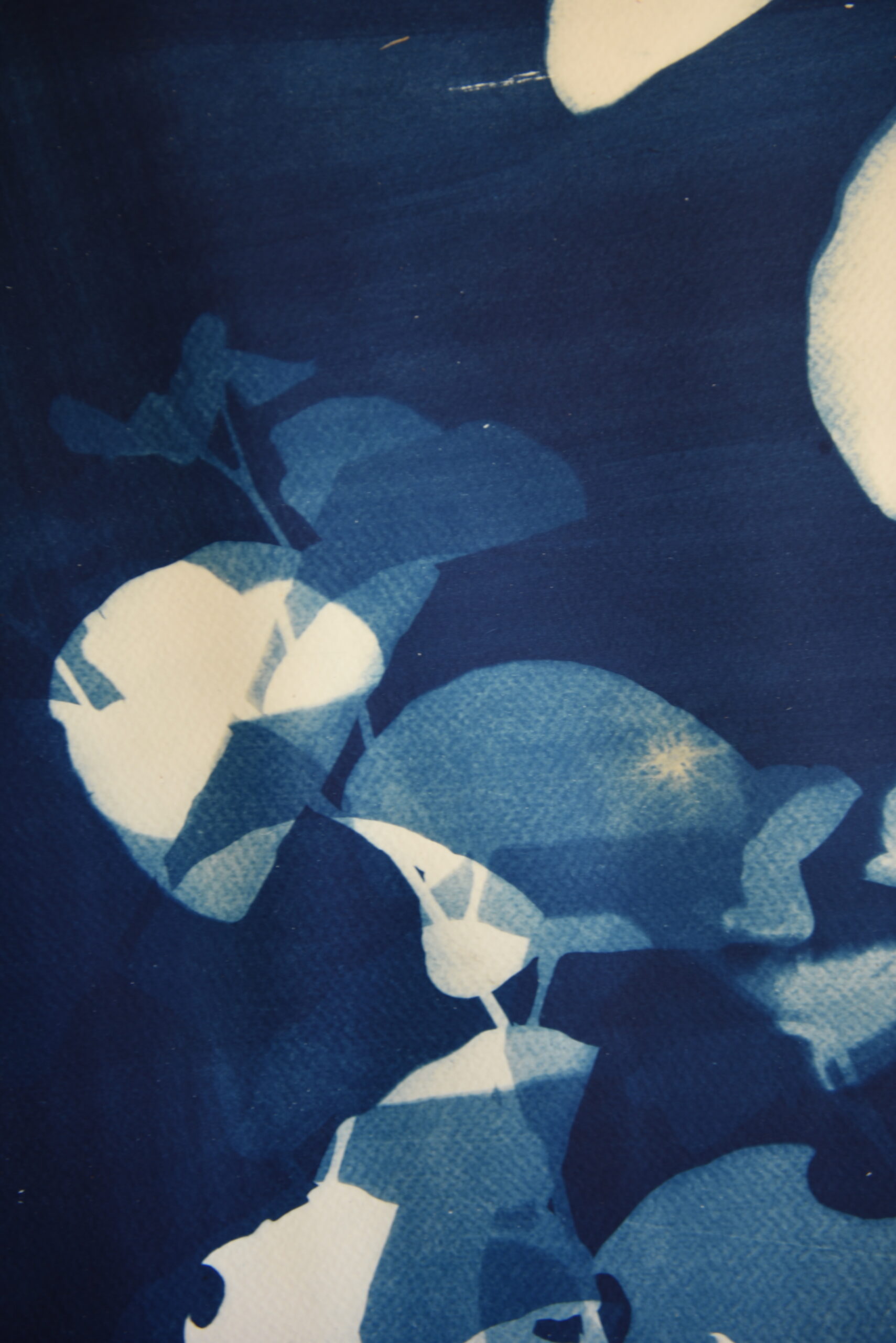 Cyanotypie Arbol de los enamorados