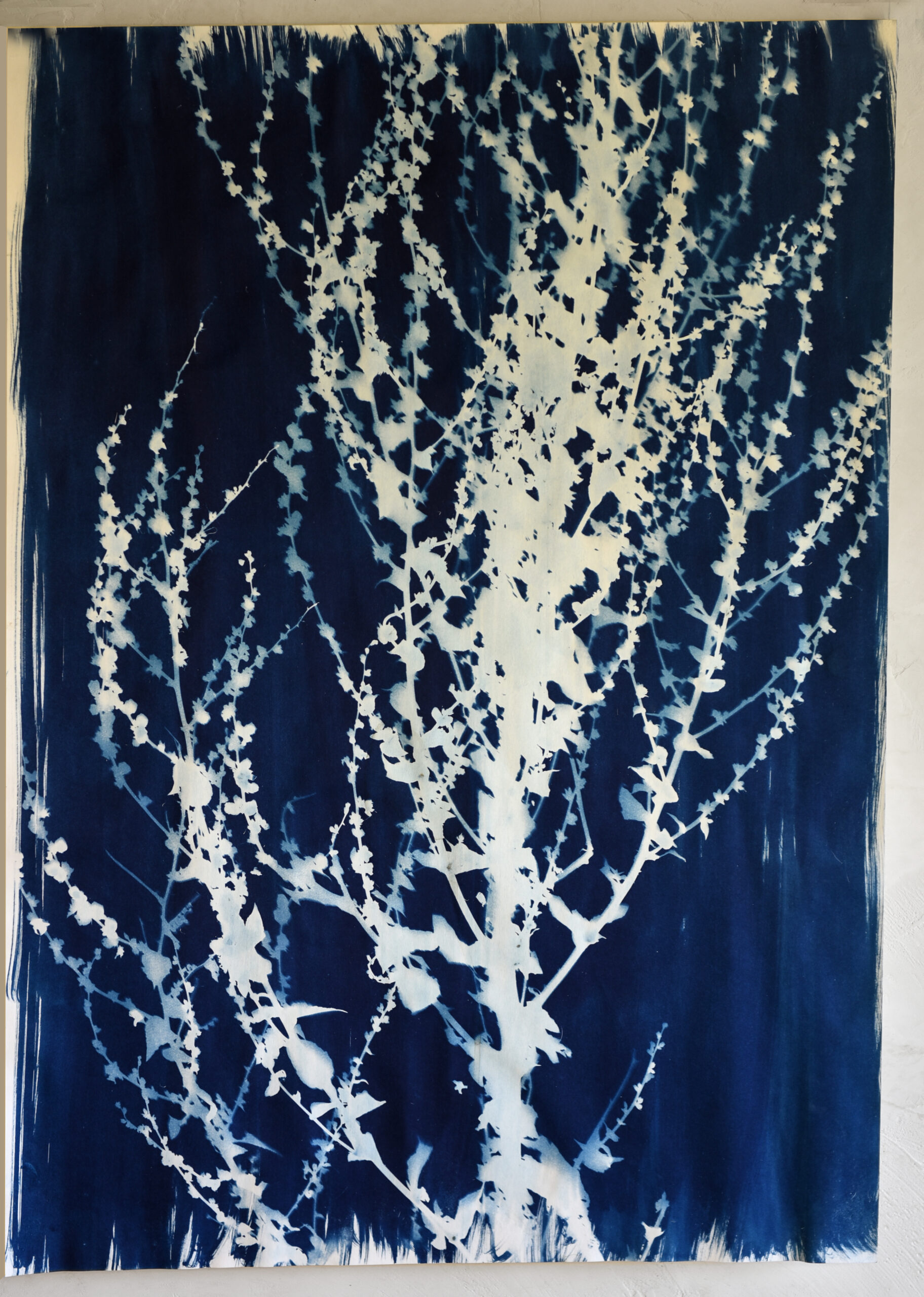 FelizBlau TestigoAzul