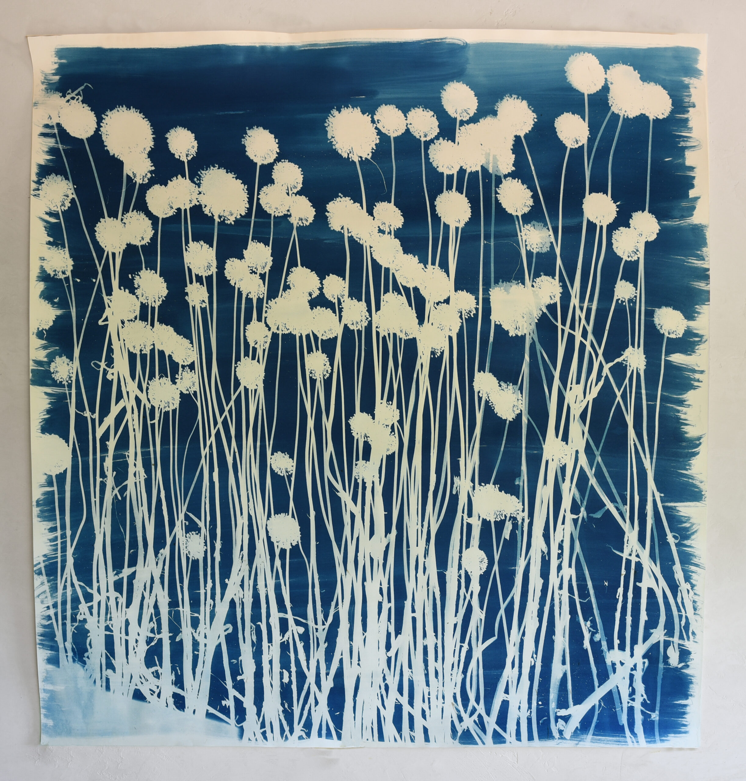 FelizBlau TestigoAzul