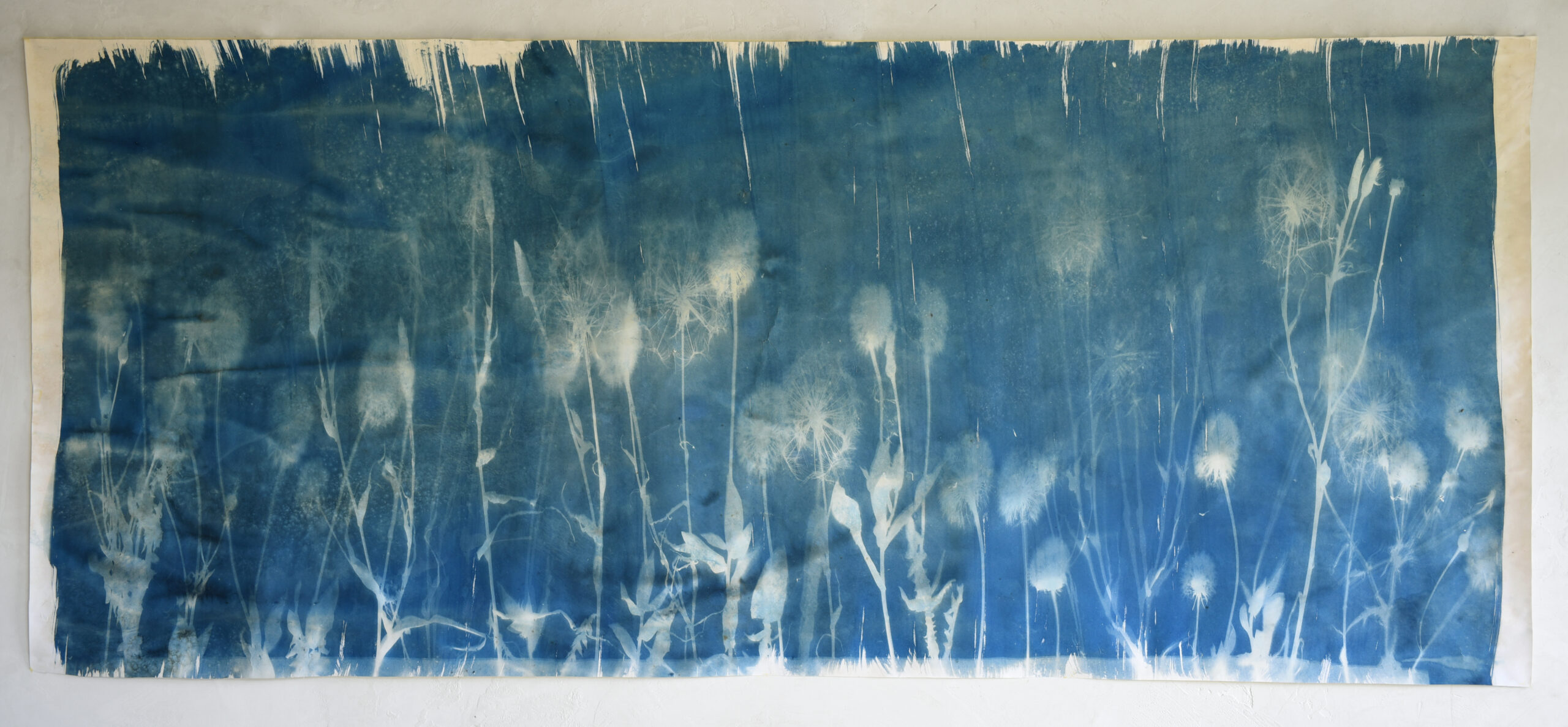 FelizBlau TestigoAzul