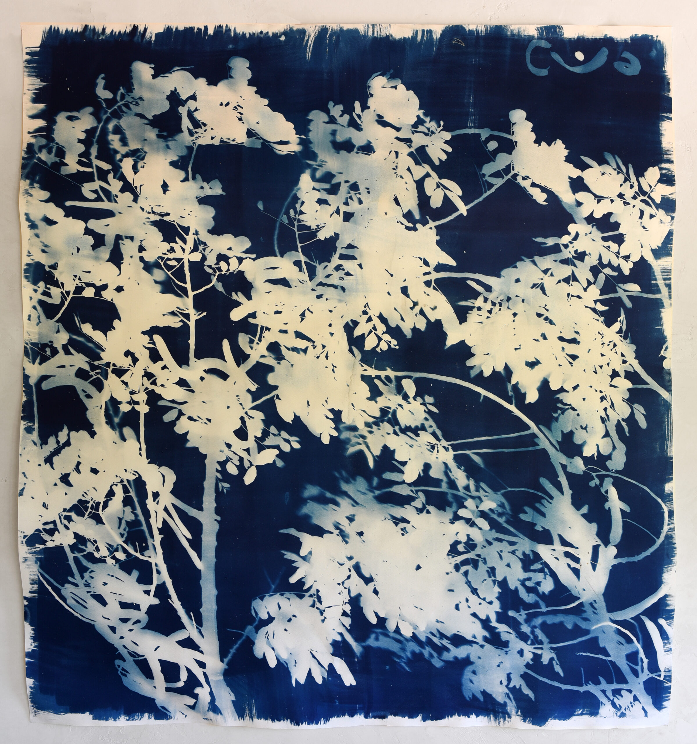 FelizBlau TestigoAzul