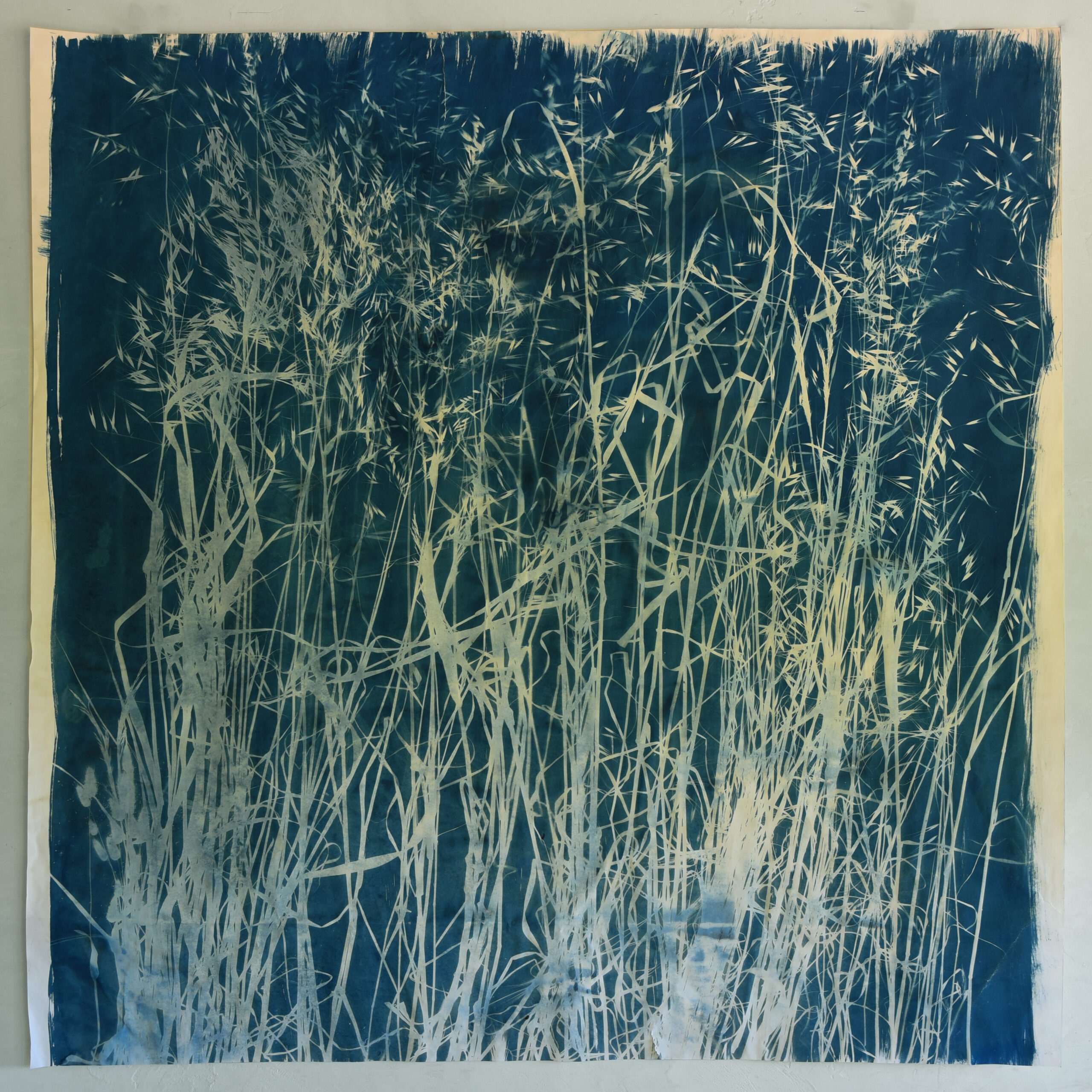 FelizBlau TestigoAzul