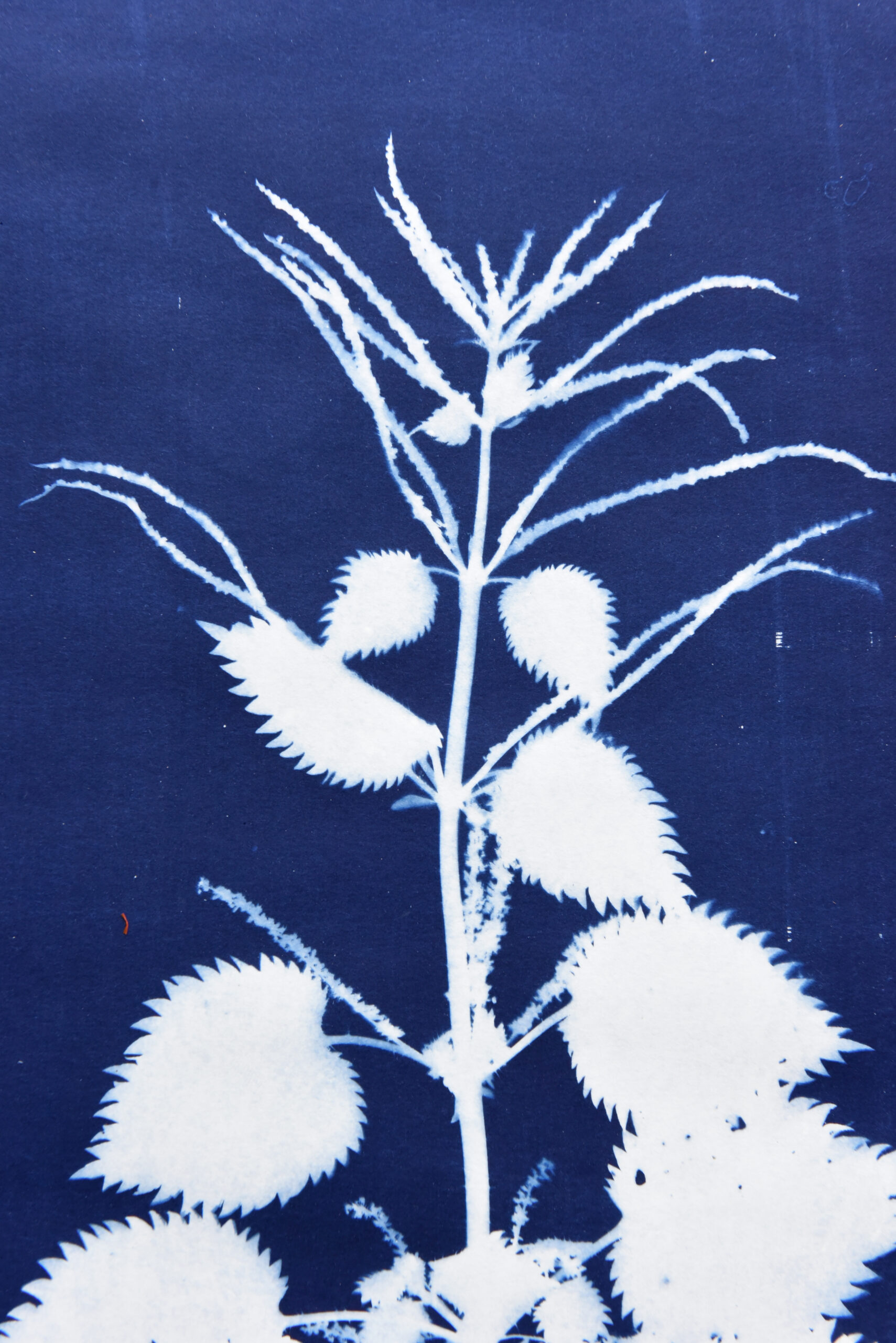 Studio Feliz Blau Cabra Blanca Cyanotypes Art Mallorca Brennessel