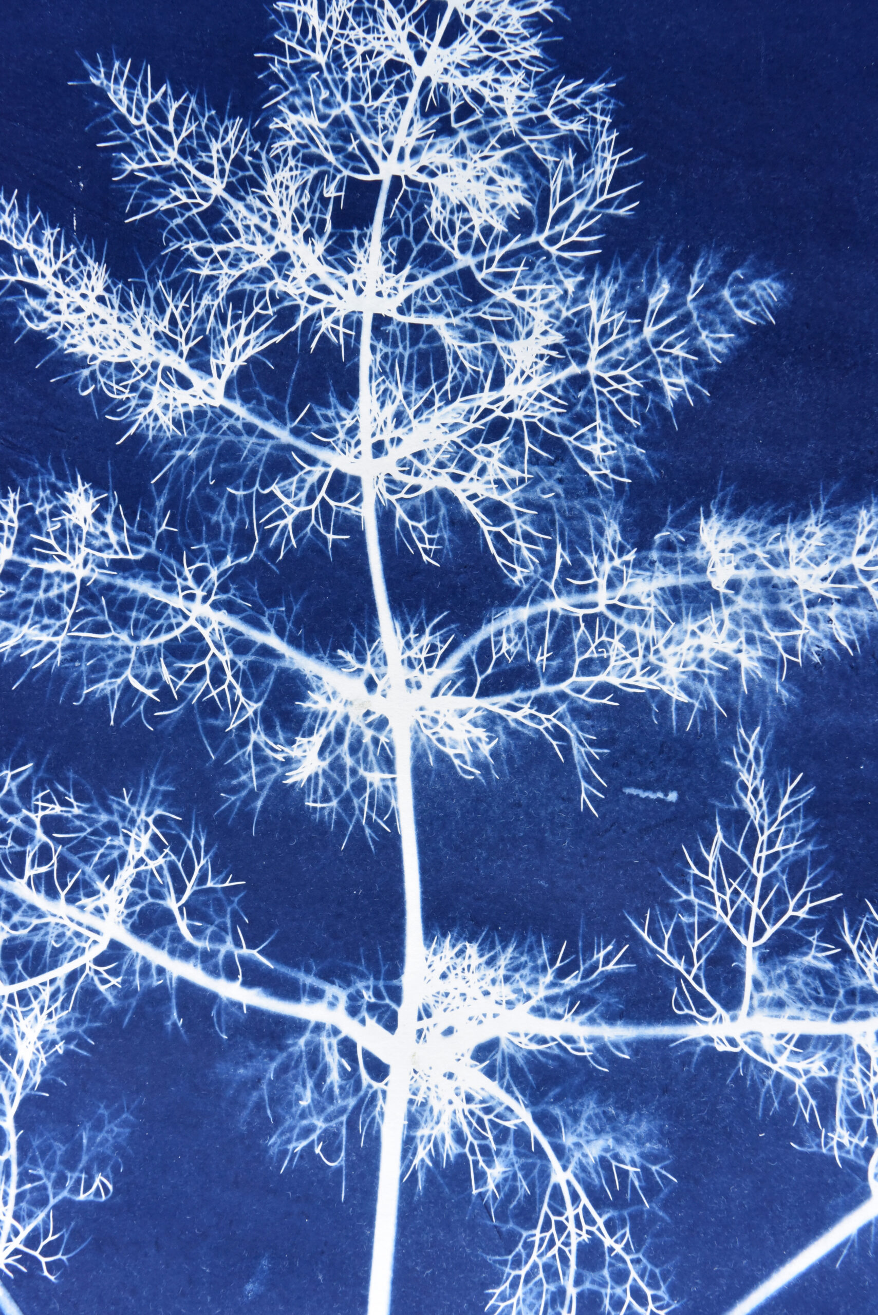 Studio Feliz Blau Cabra Blanca Cyanotypes Art Mallorca Fenchel