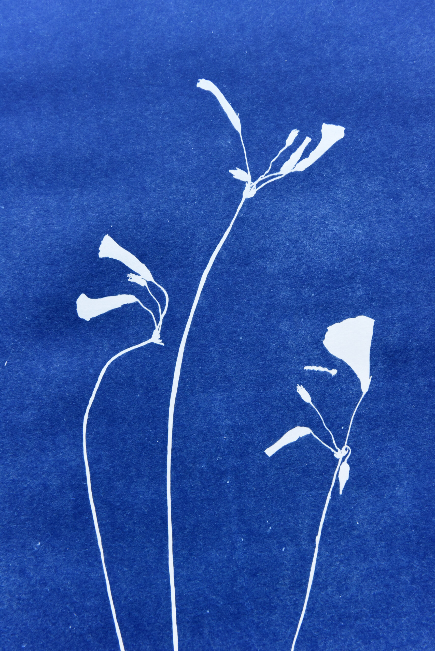 Studio Feliz Blau Cabra Blanca Cyanotypes Art Mallorca Sauerklee